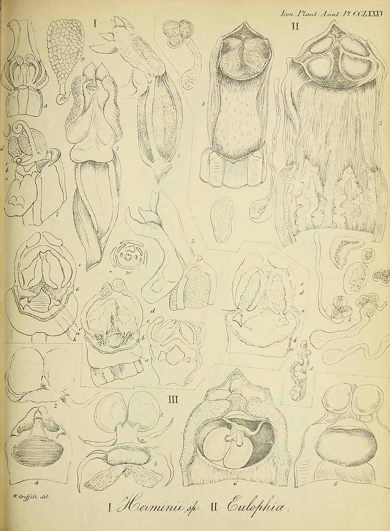 no HD illustration available (m5)