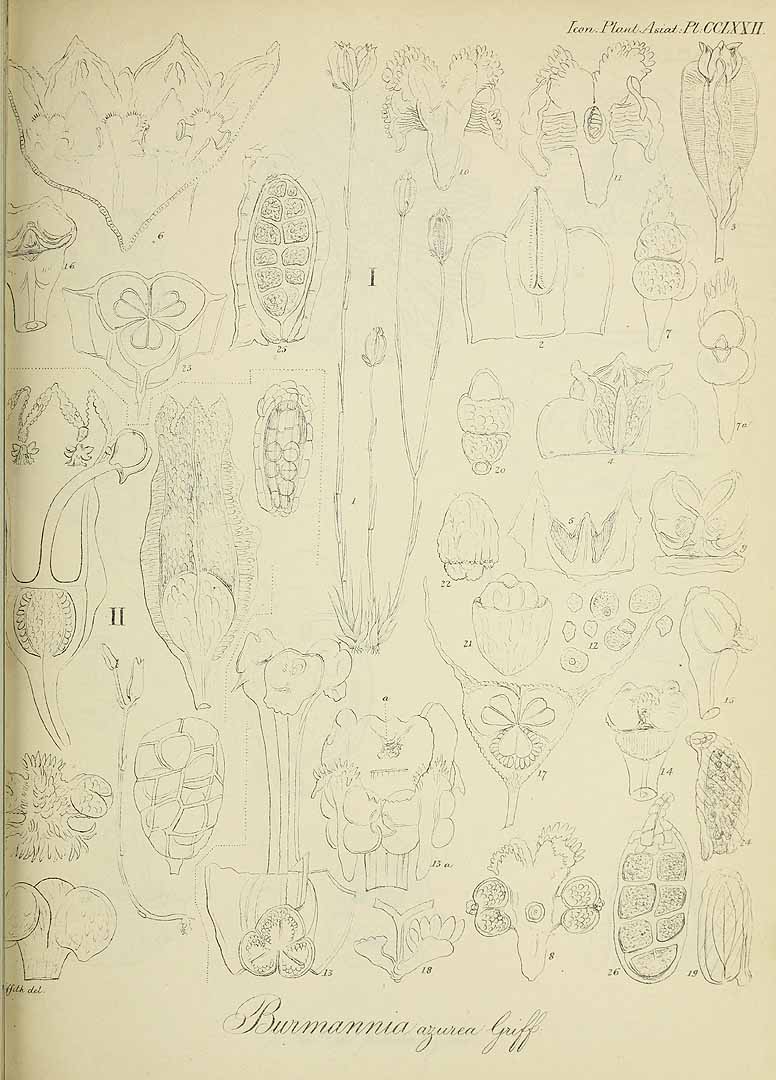 no HD illustration available (m5)