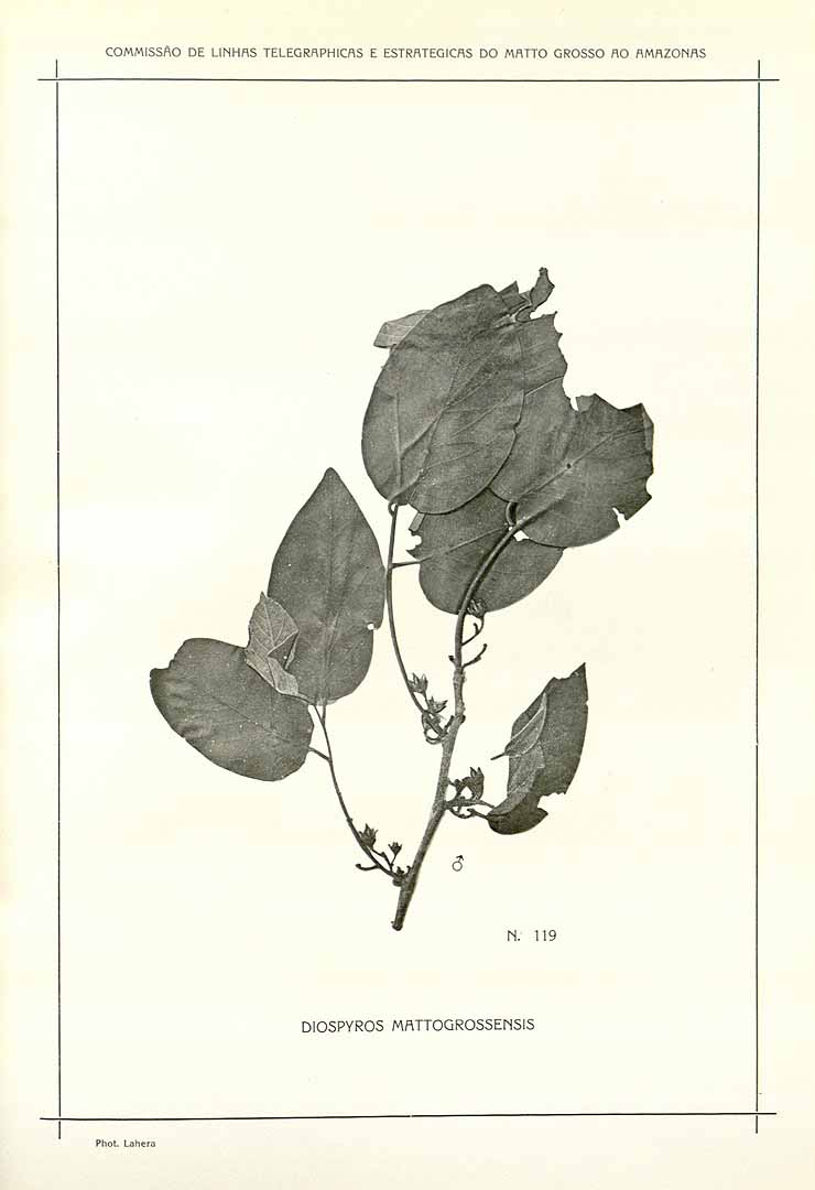 no HD illustration available (m5)