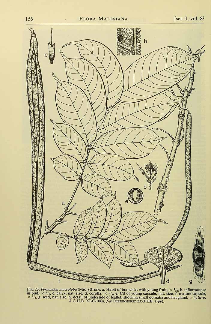 no HD illustration available (m5)