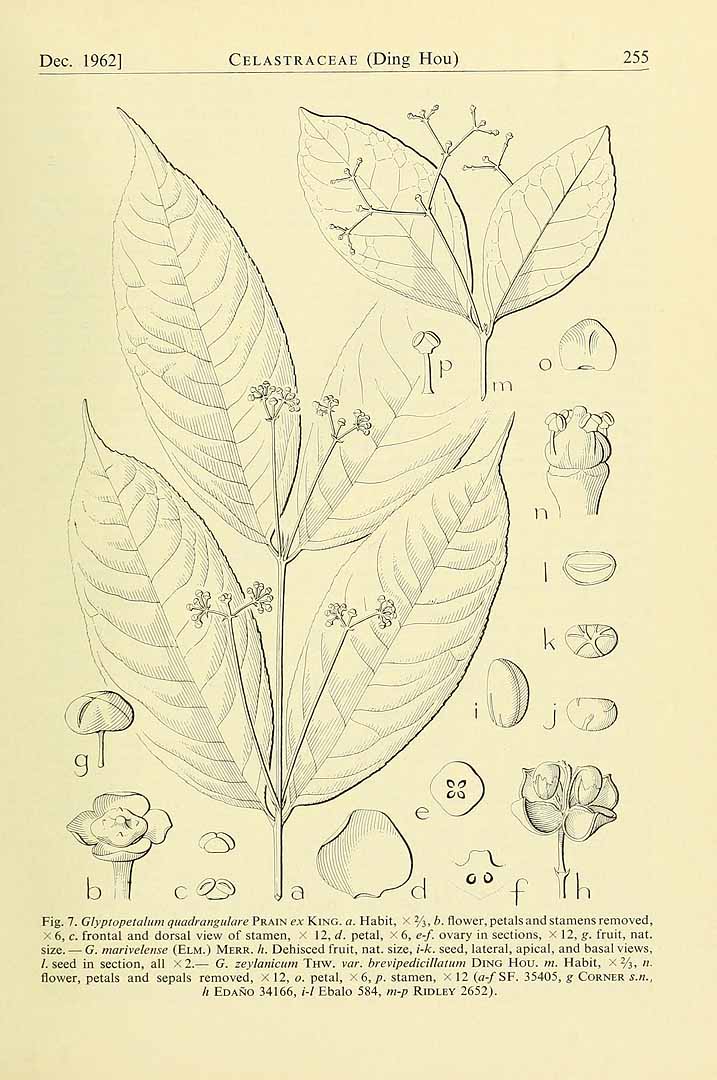 no HD illustration available (m5)