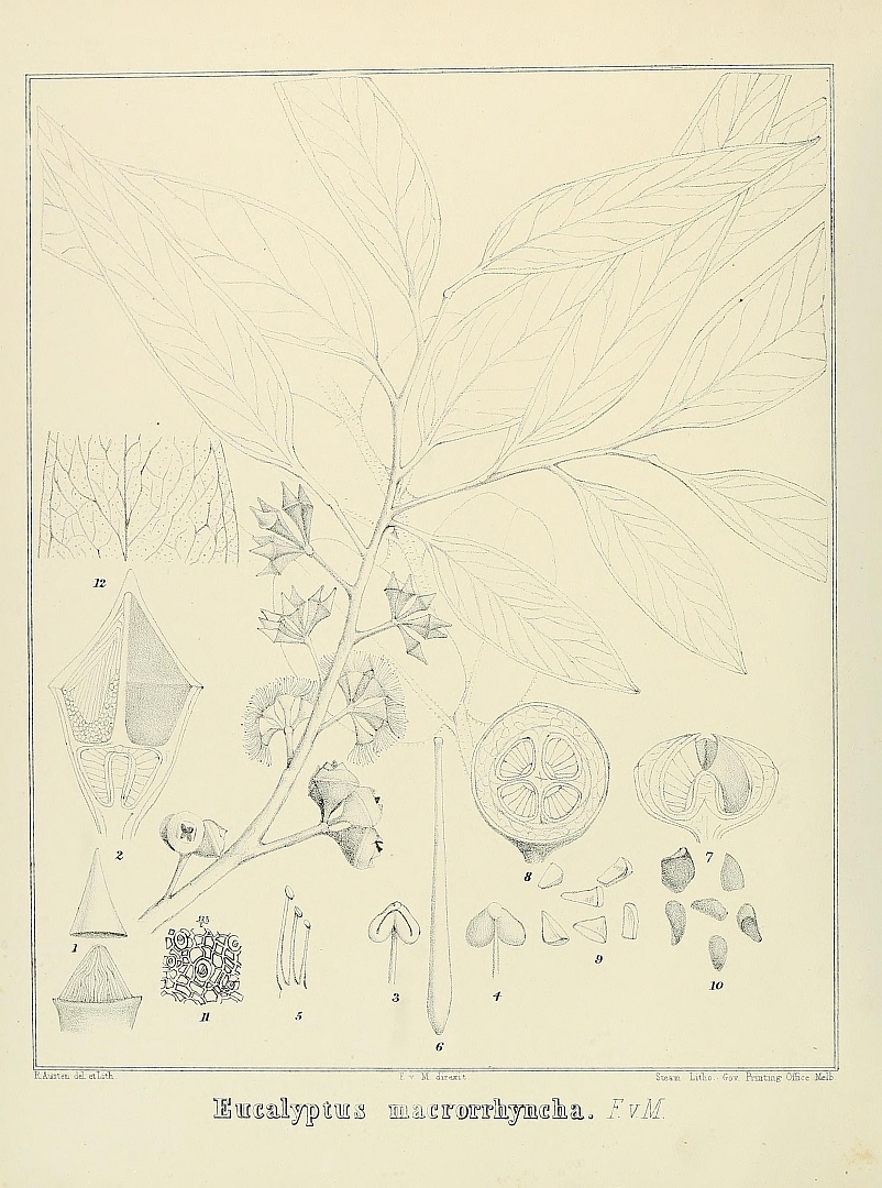 no HD illustration available (m5)