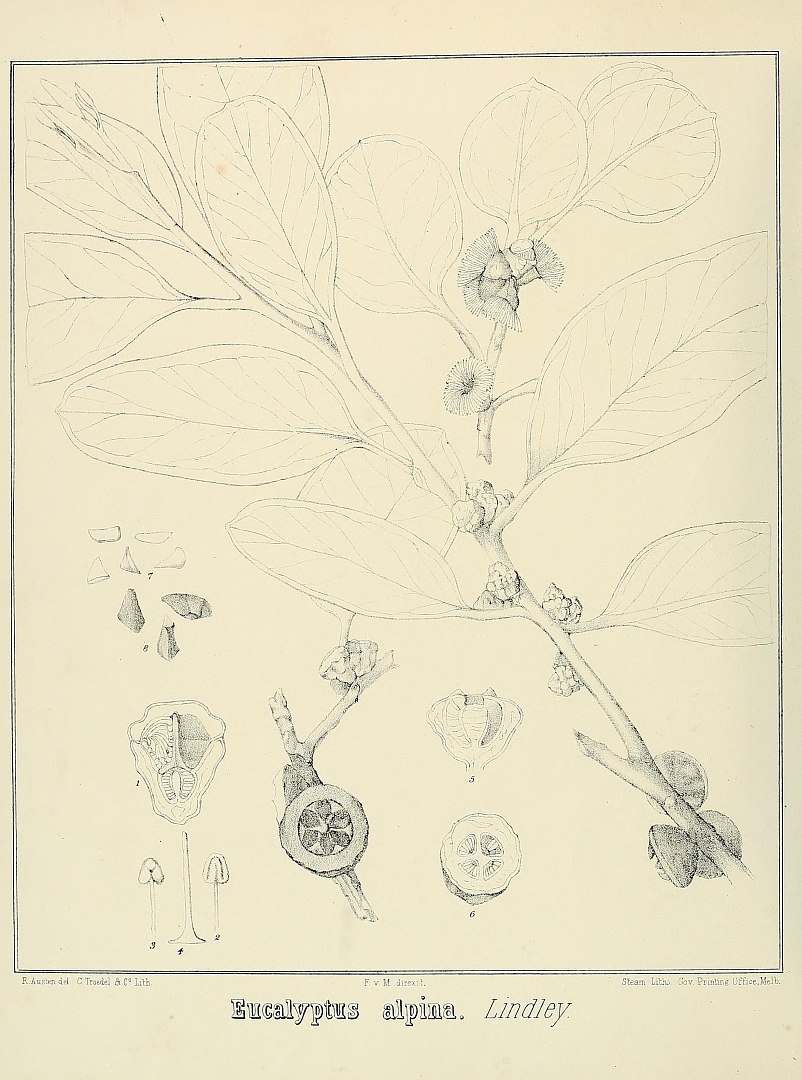 no HD illustration available (m5)