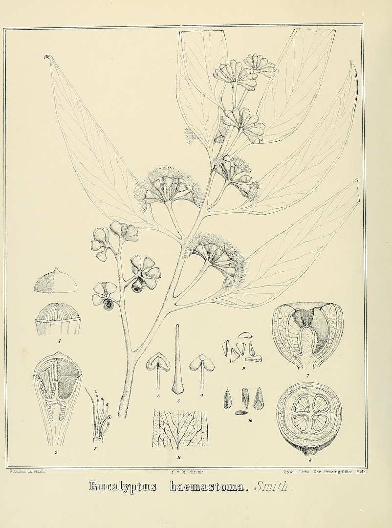 no HD illustration available (m5)