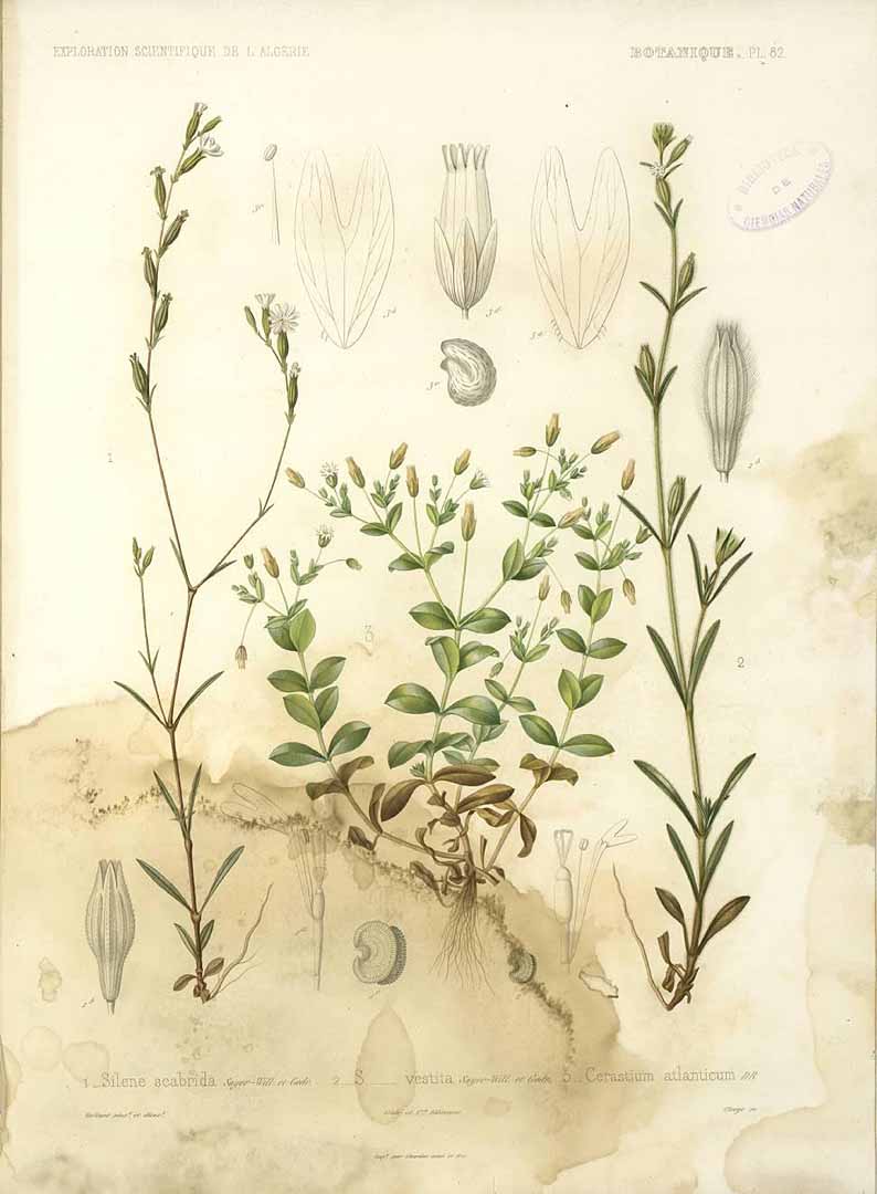 no HD illustration available (m1)