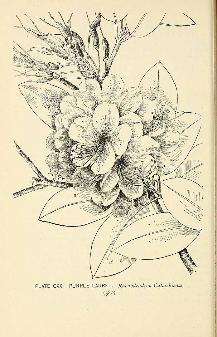 no HD illustration available (m5)