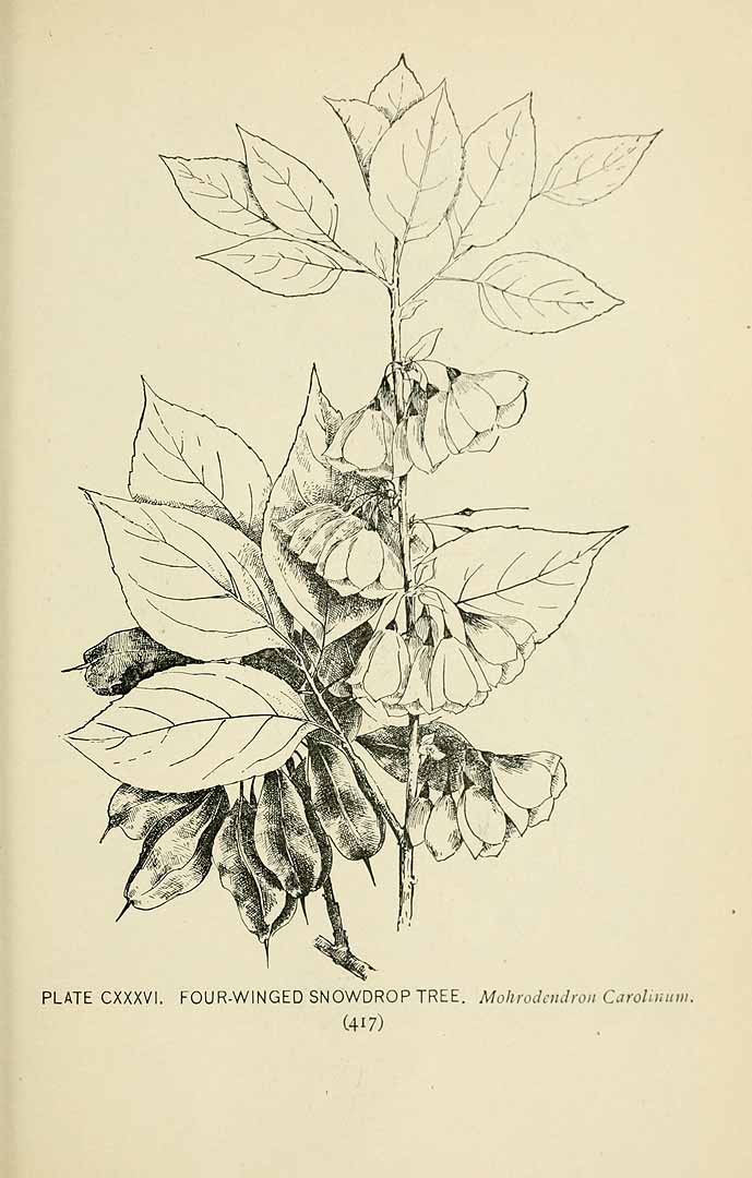 no HD illustration available (m5)