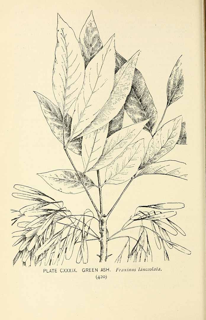 no HD illustration available (m5)