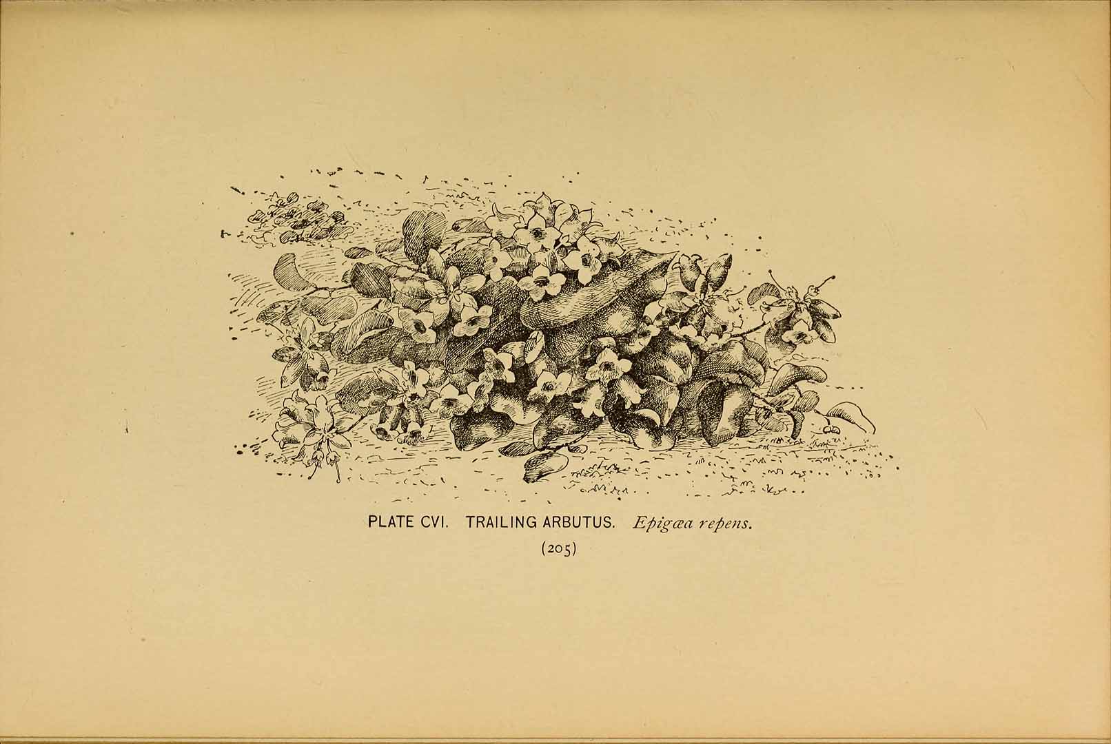 no HD illustration available (m5)