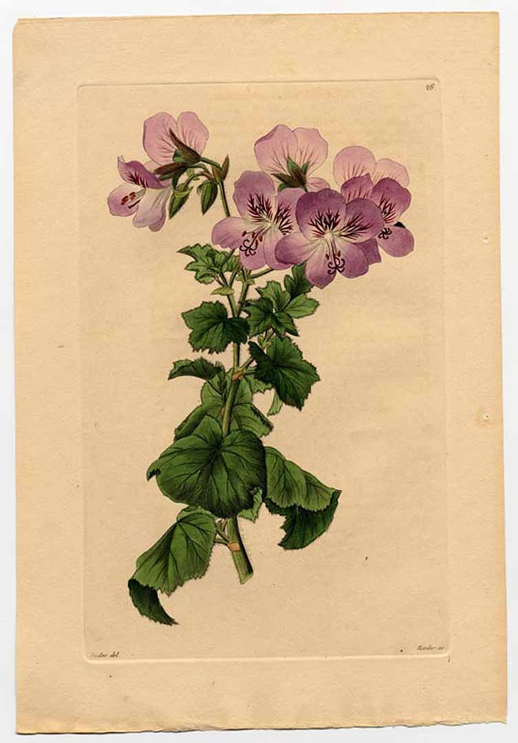 no HD illustration available (m5)