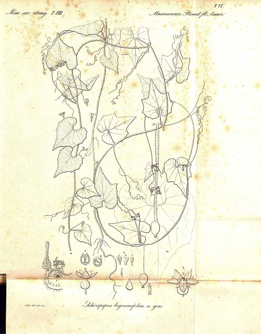 no HD illustration available (m5)