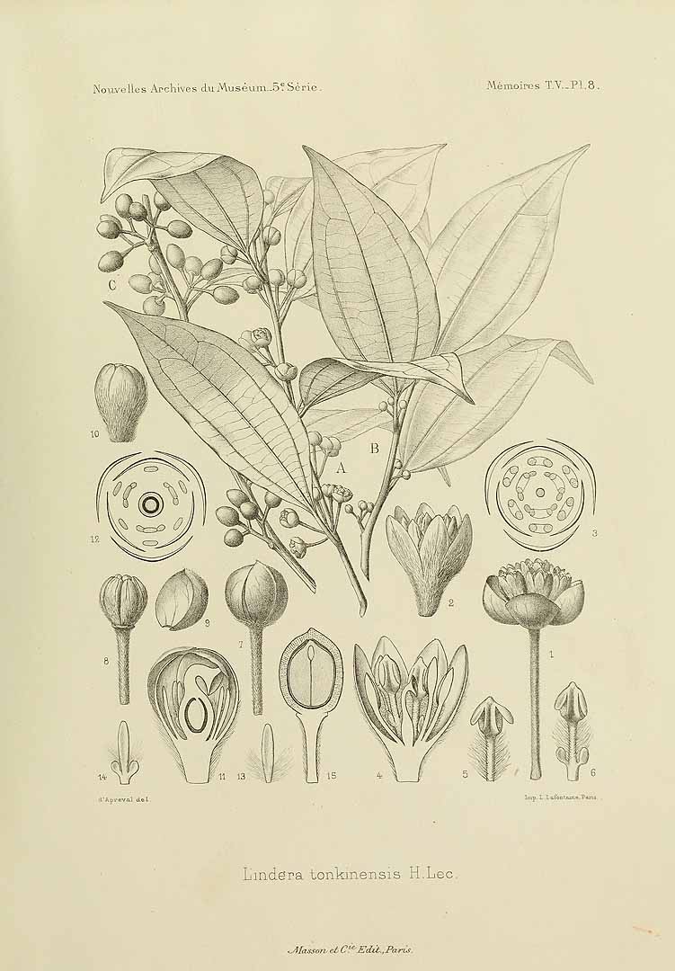 no HD illustration available (m5)