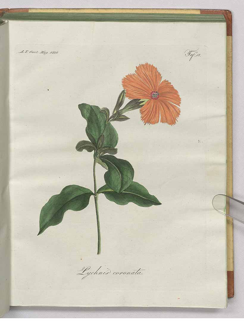 no HD illustration available (m1)