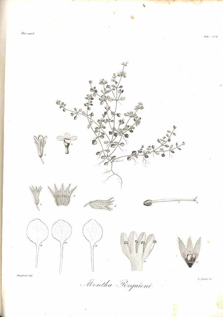 no HD illustration available (m5)