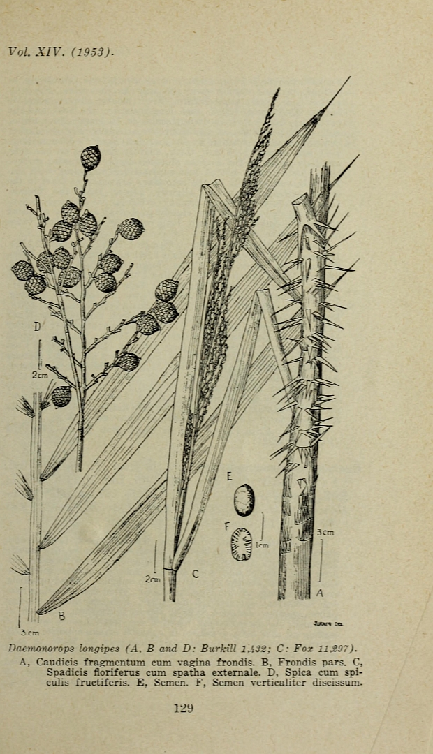 no HD illustration available (m5)