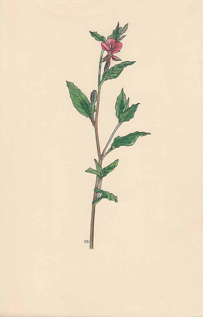 no HD illustration available (m5)