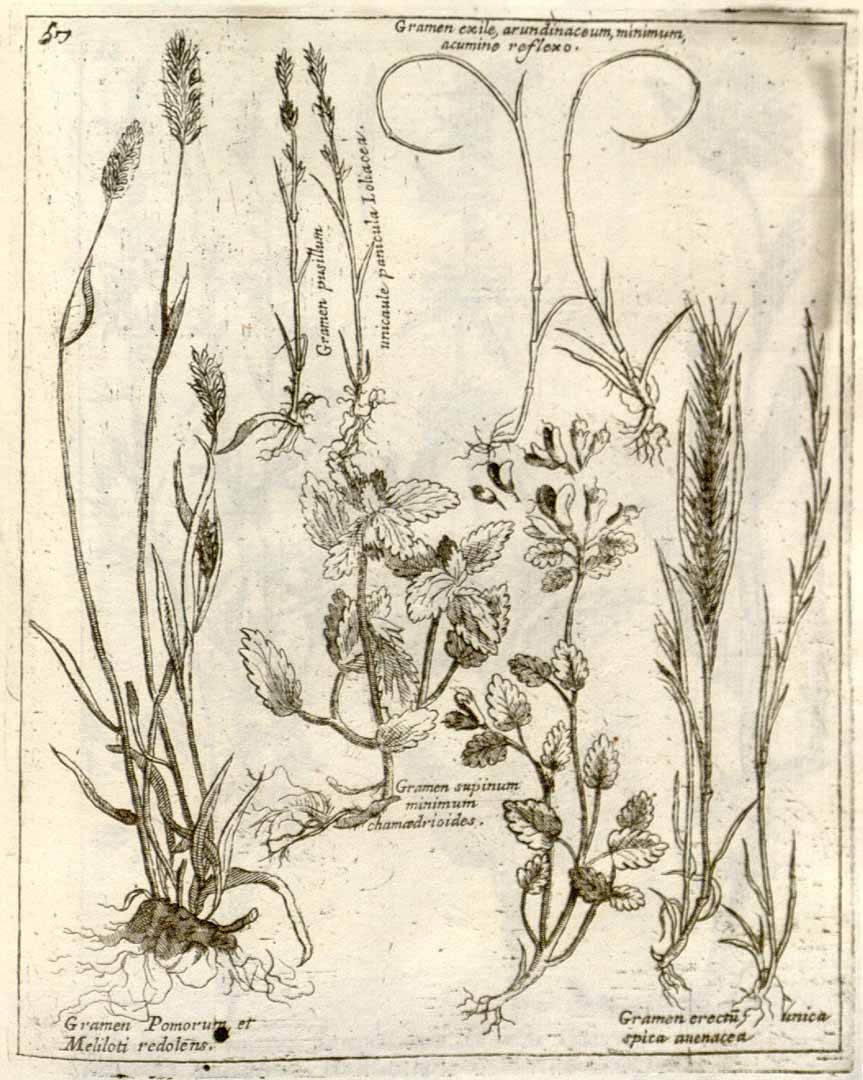 no HD illustration available (m4)