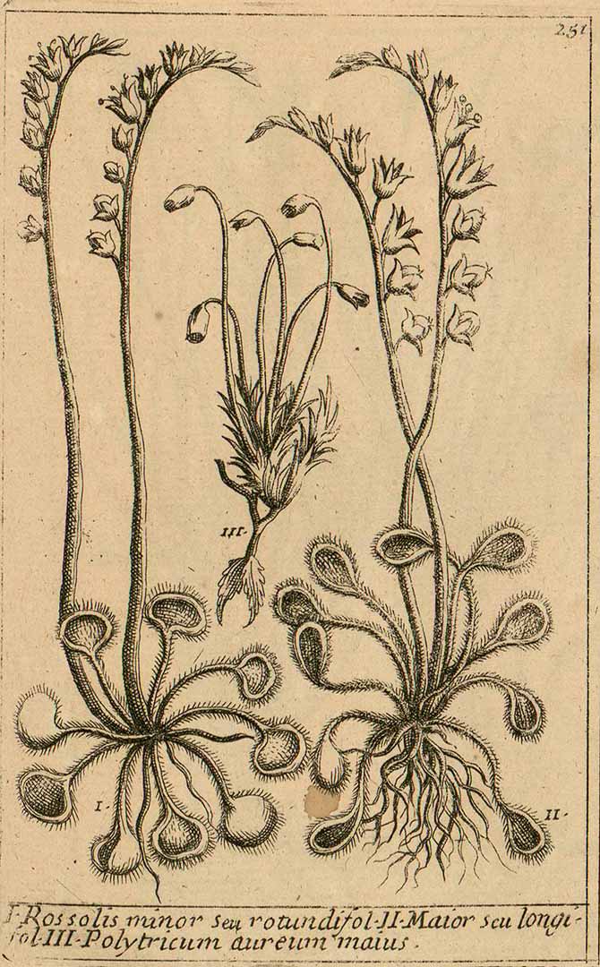 no HD illustration available (m5)