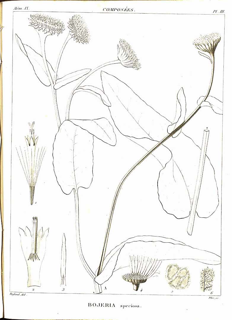 no HD illustration available (m5)