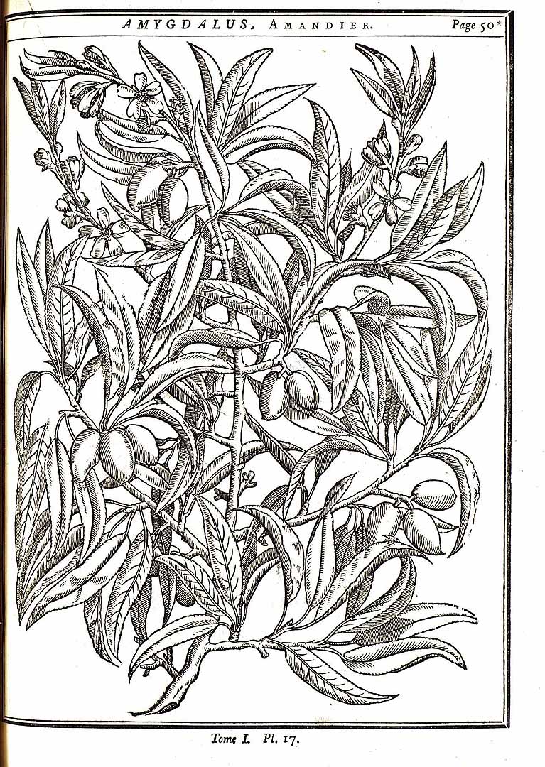 no HD illustration available (m5)