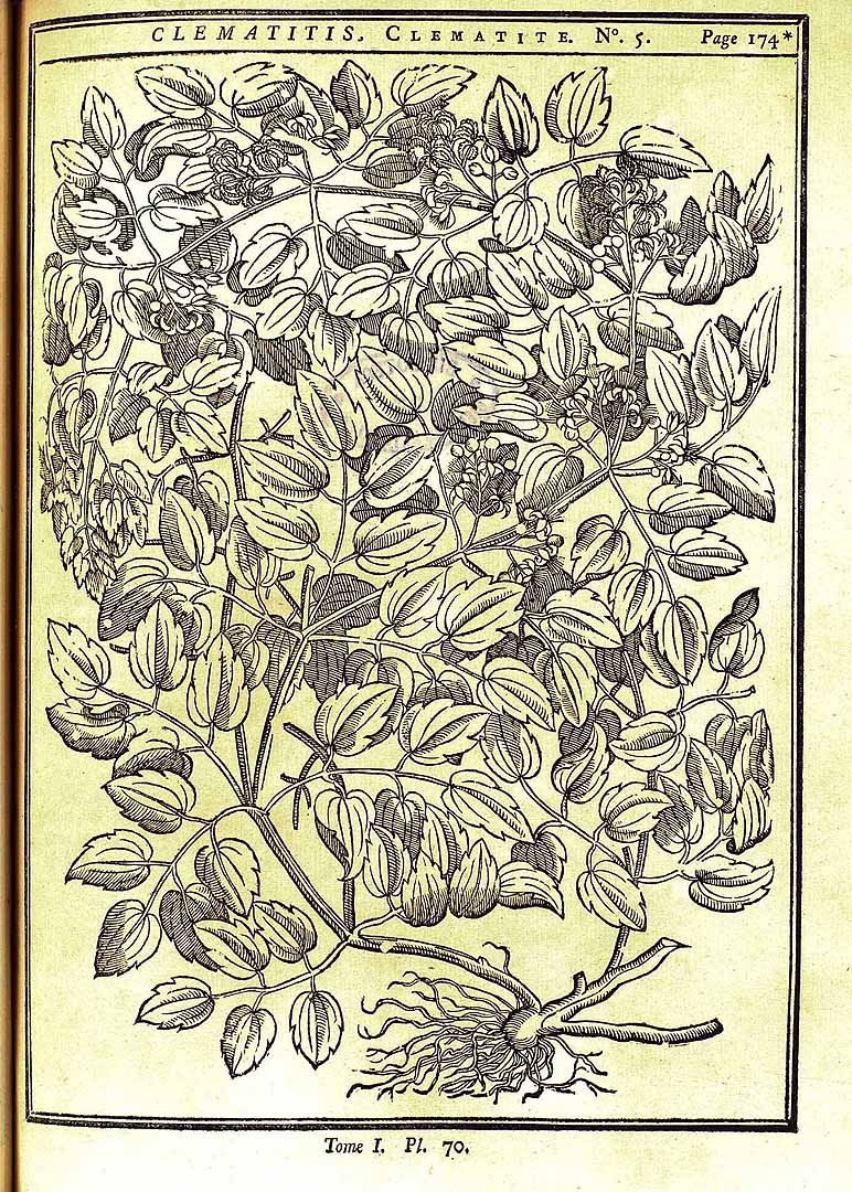 no HD illustration available (m5)