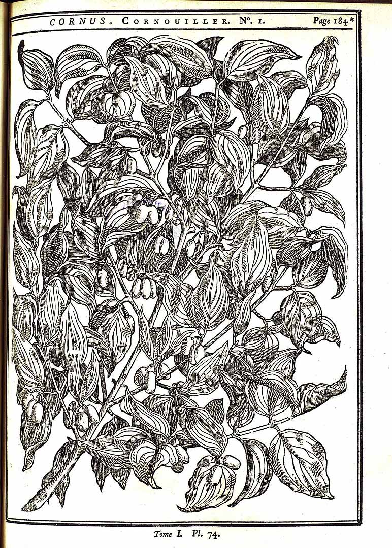 no HD illustration available (m5)