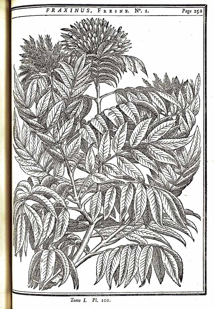 no HD illustration available (m5)