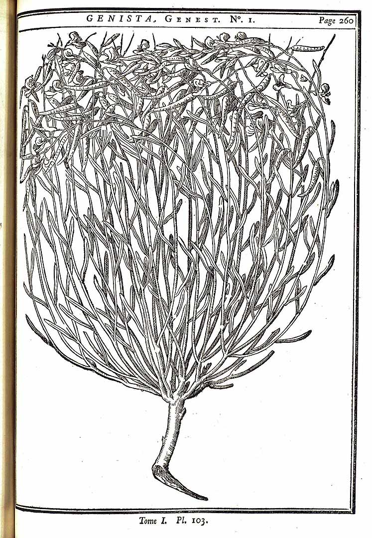 no HD illustration available (m5)