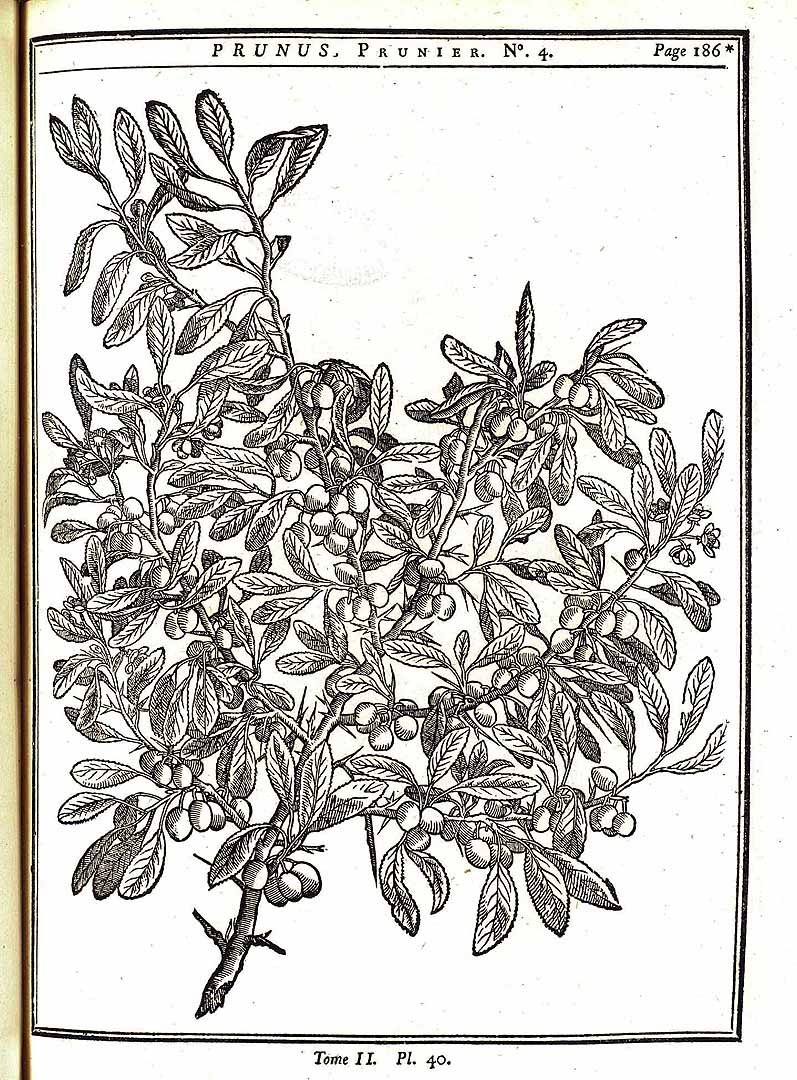 no HD illustration available (m5)