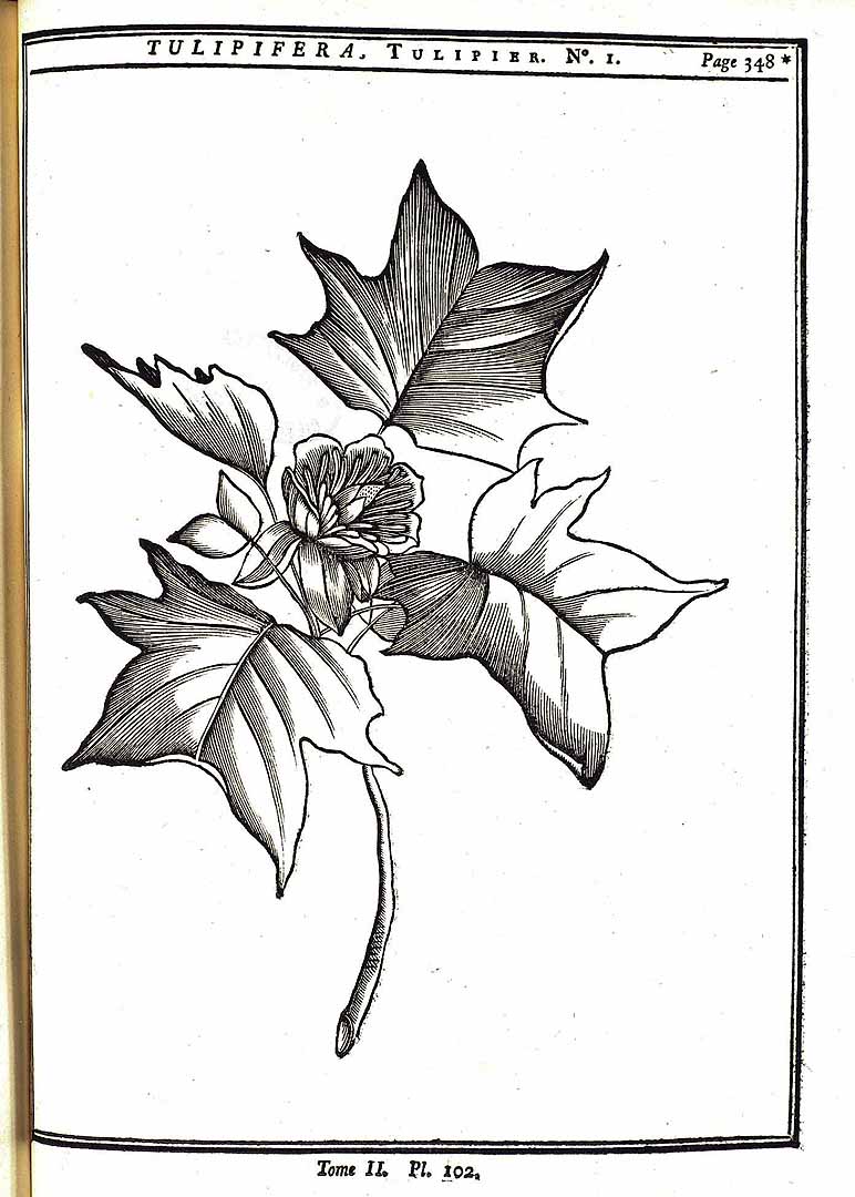 no HD illustration available (m5)