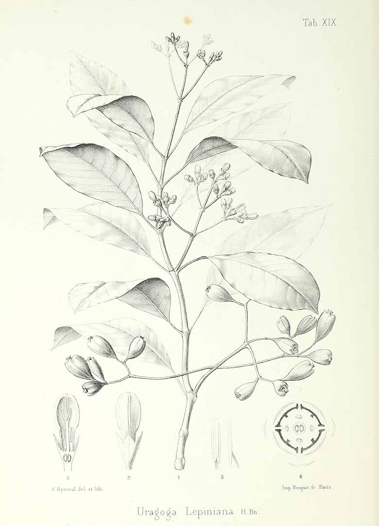 no HD illustration available (m5)