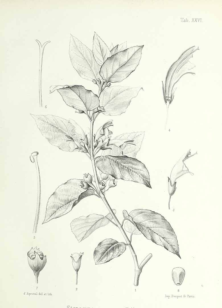 no HD illustration available (m5)