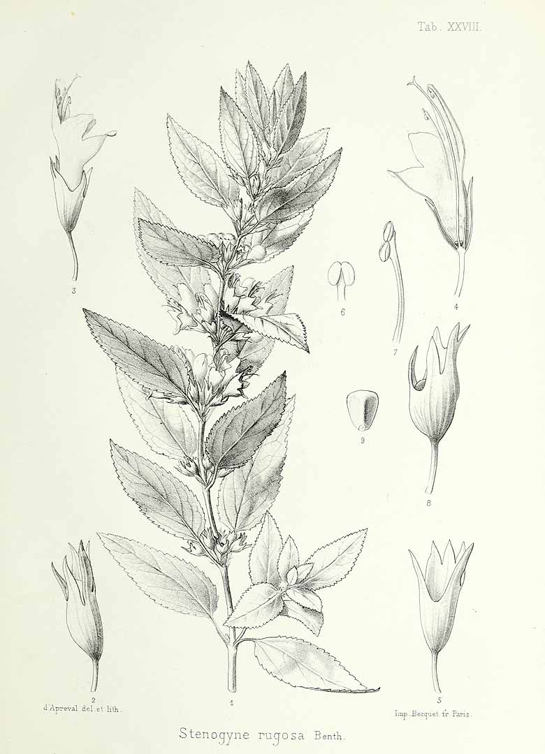 no HD illustration available (m5)