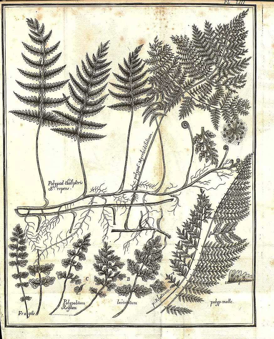 no HD illustration available (m4)