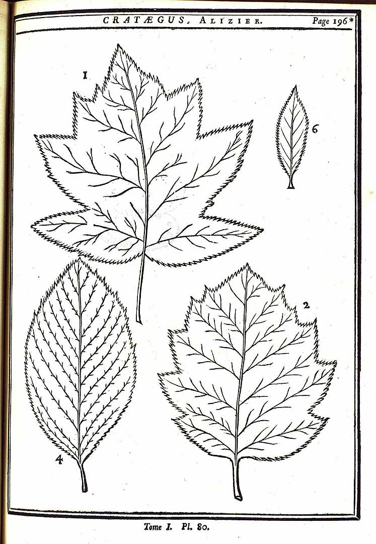 no HD illustration available (m5)