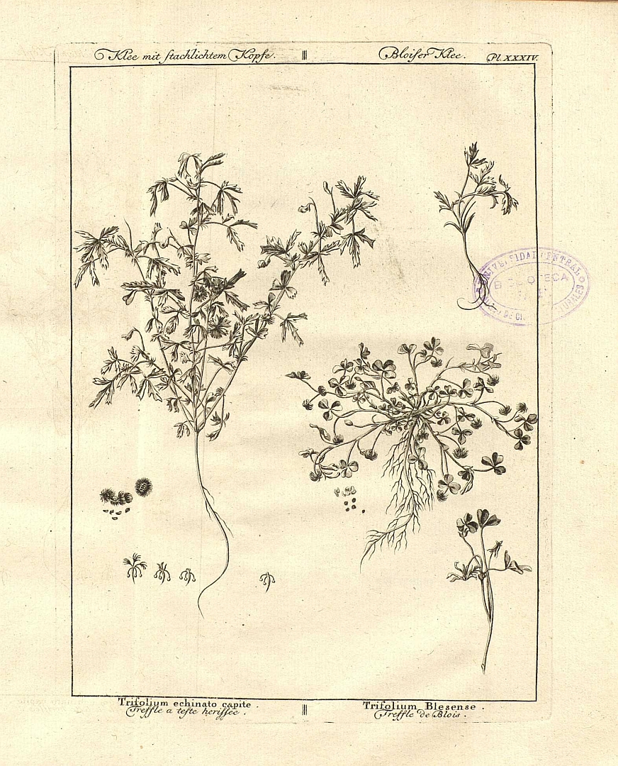 no HD illustration available (m4)