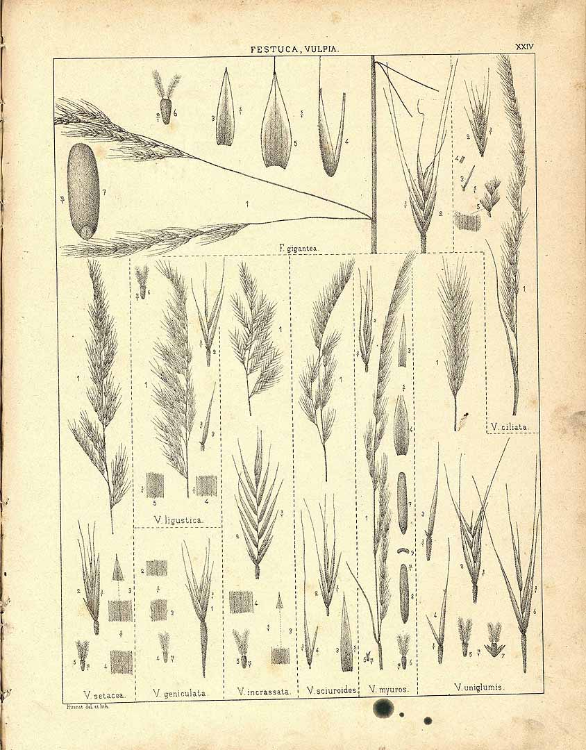 no HD illustration available (m5)
