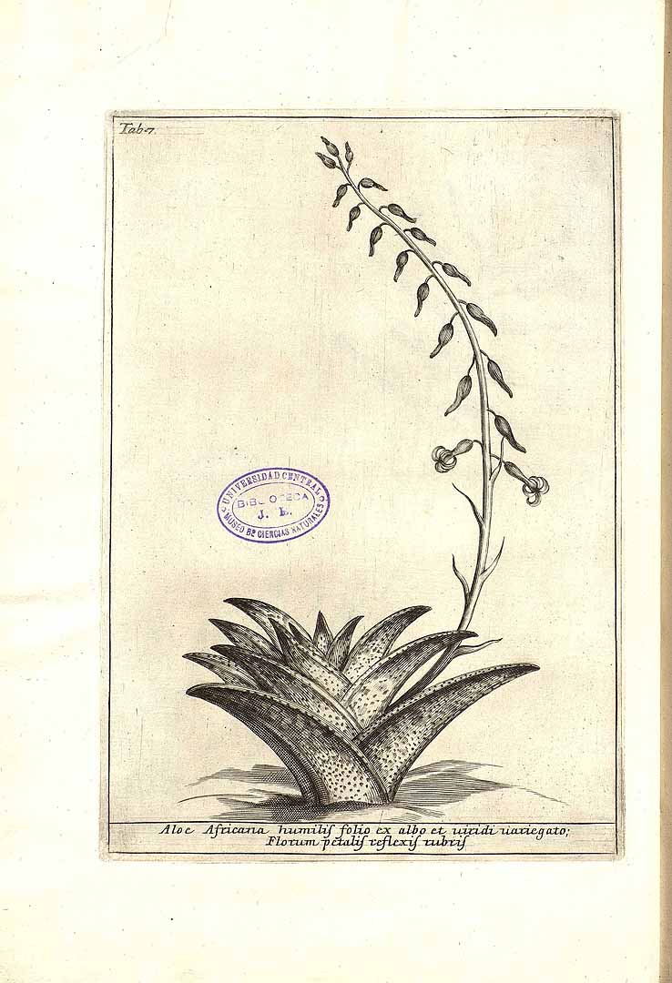 no HD illustration available (m5)