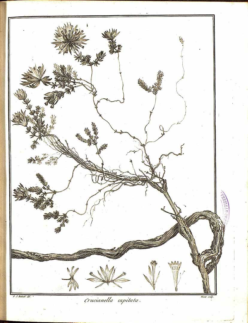 no HD illustration available (m5)