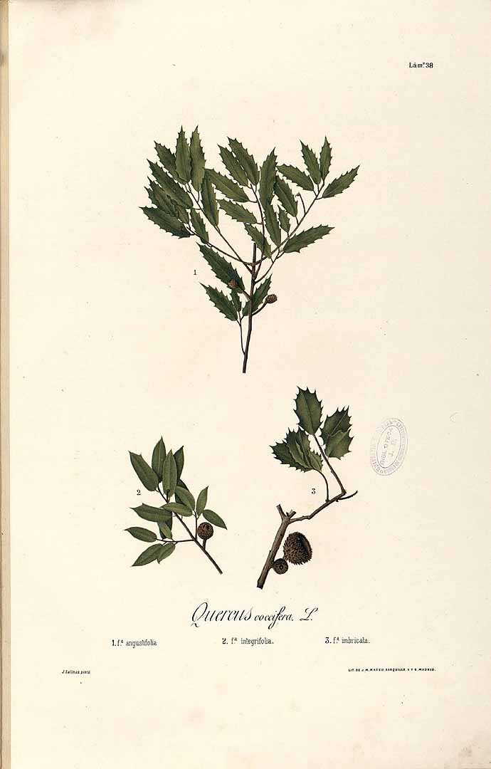 no HD illustration available (m1)