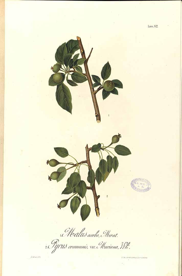 no HD illustration available (m5)
