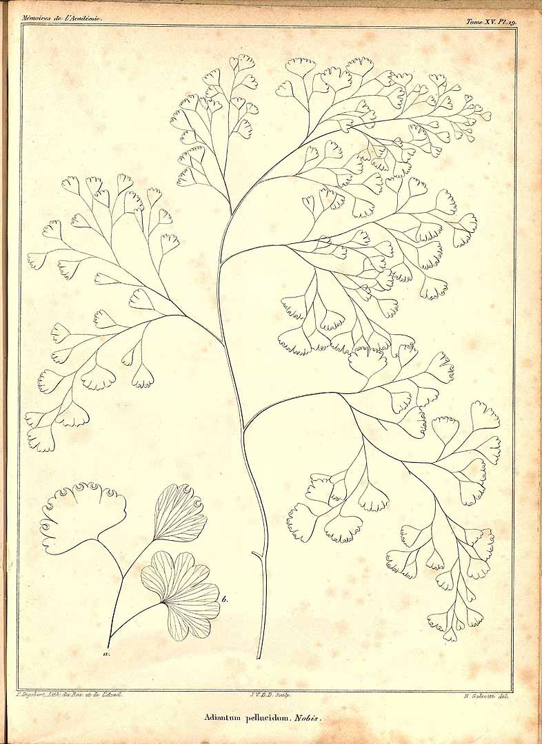 no HD illustration available (m5)
