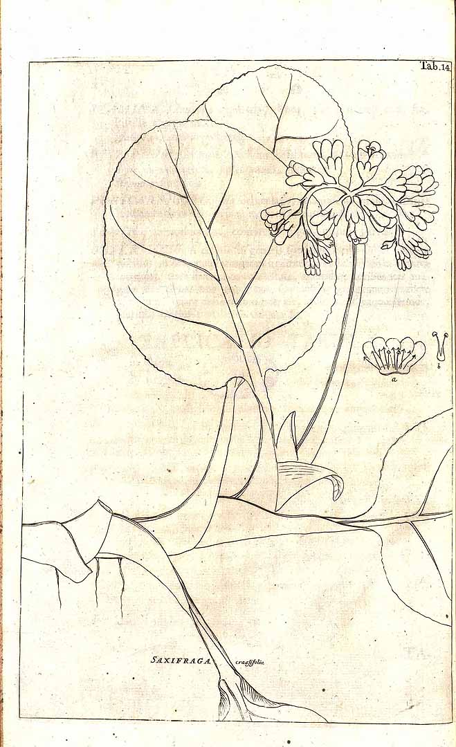 no HD illustration available (m5)