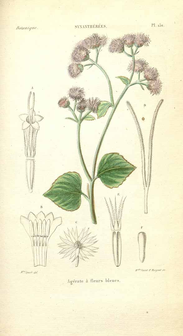 no HD illustration available (m5)