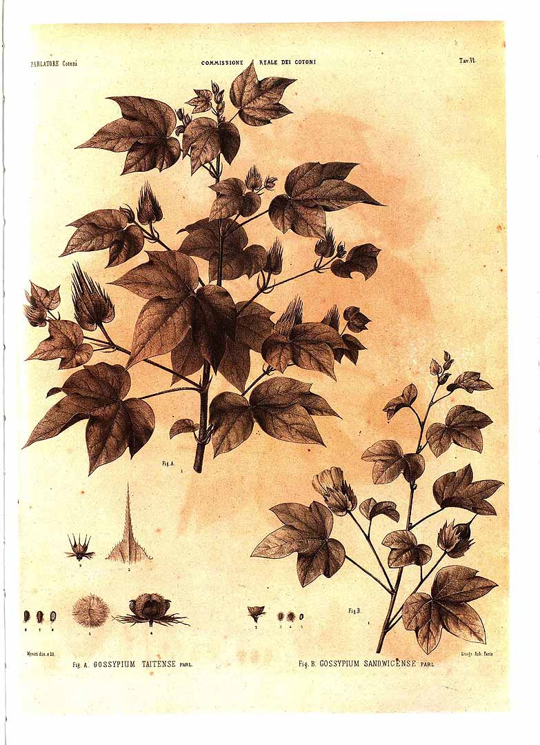 no HD illustration available (m5)