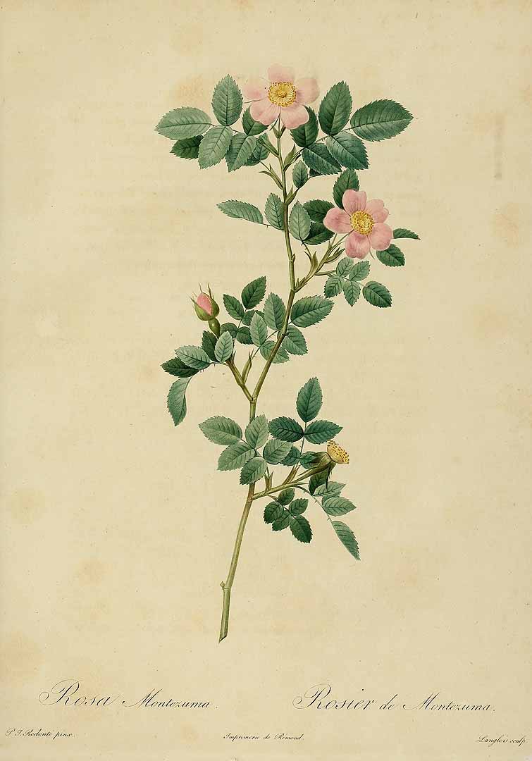 no HD illustration available (m5)