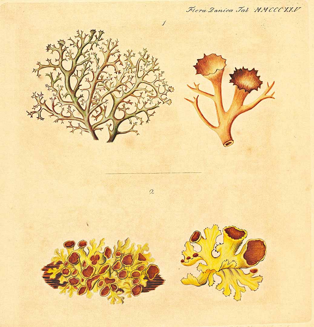 no HD illustration available (m5)