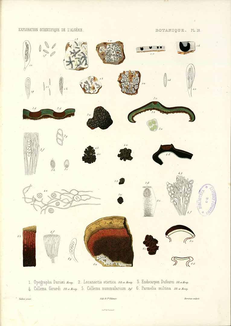 no HD illustration available (m5)