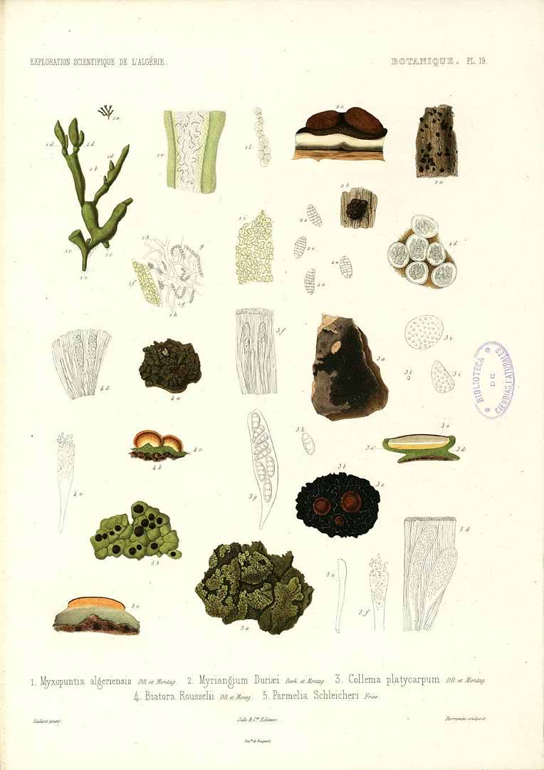 no HD illustration available (m5)