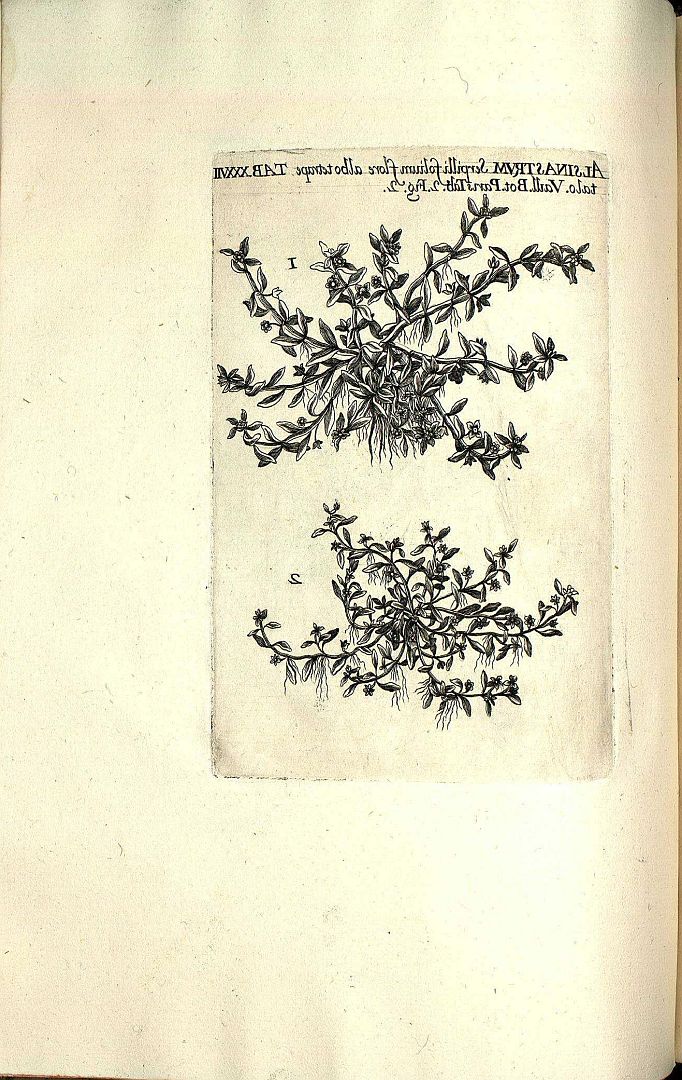 no HD illustration available (m5)